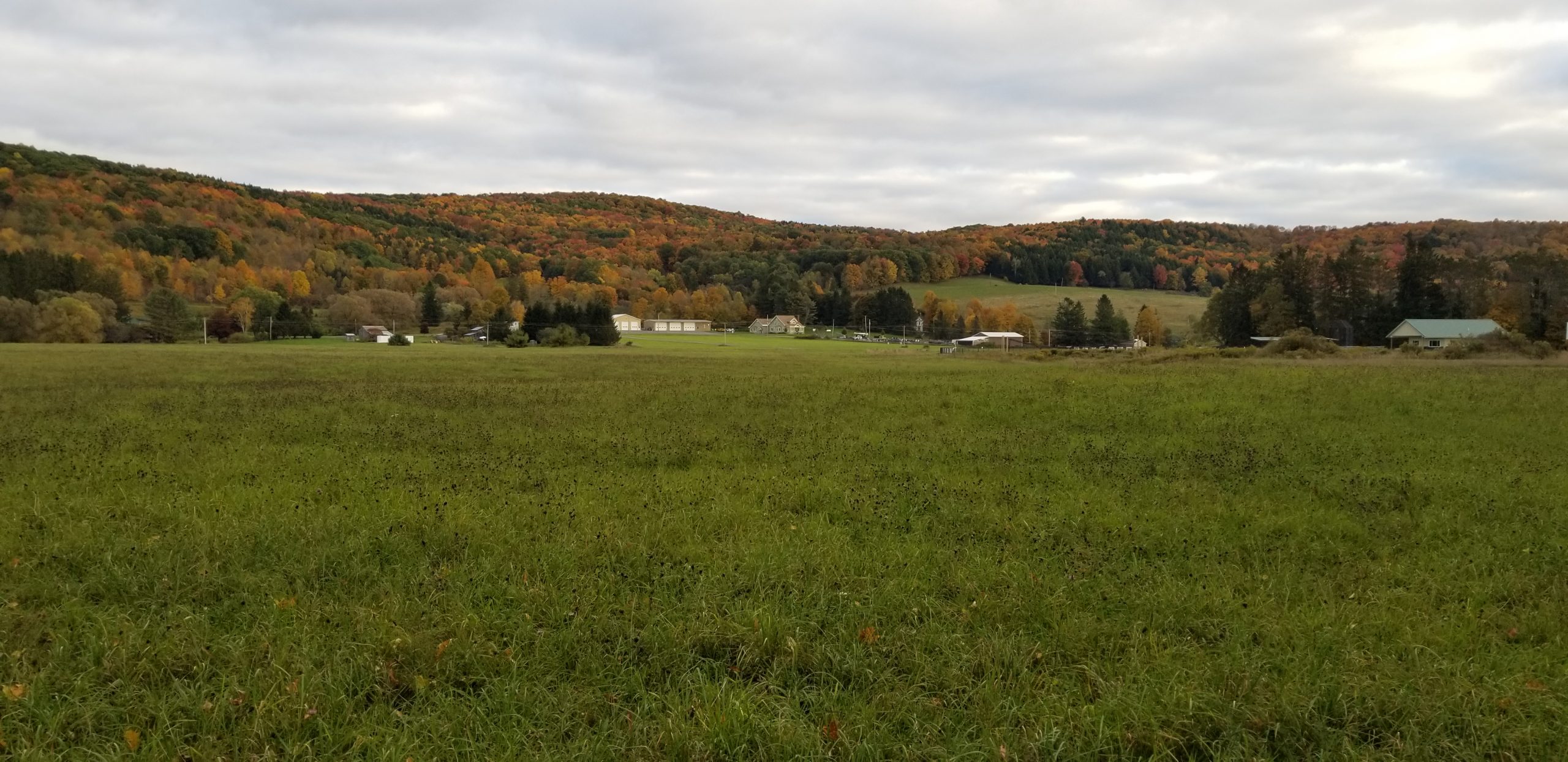 Fall landscape