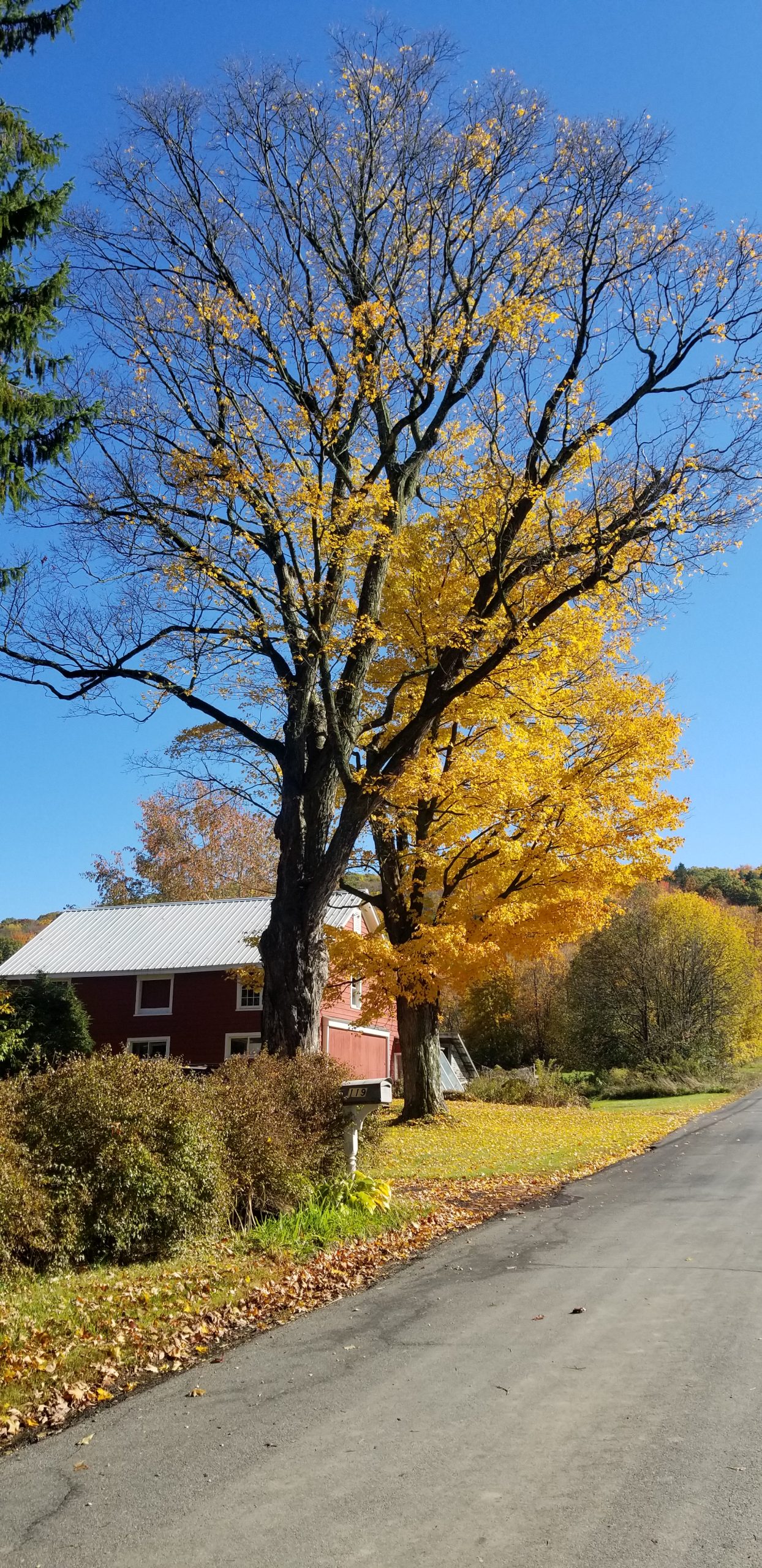 Photo of red barn and trees with fall foliage against a blue sky